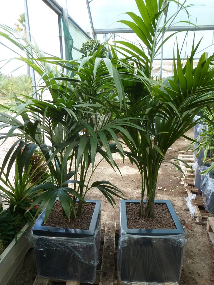 Bacs à Plantes